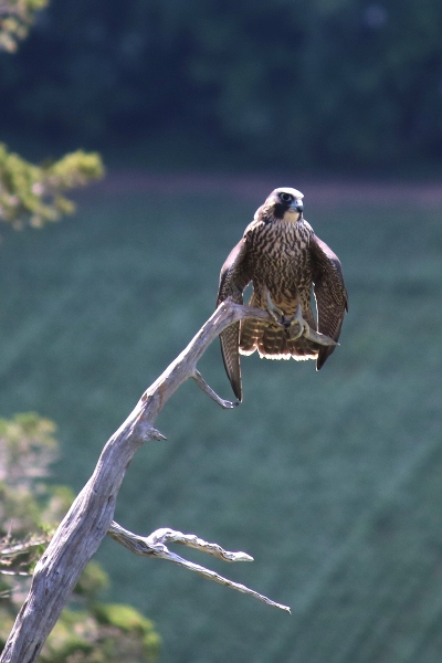 Peregrine falcon at Vroman's Nose.