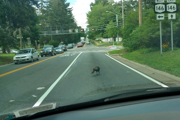 Wild turkey crossing Balltown Road in Niskayuna, taken through the windshield of my car.