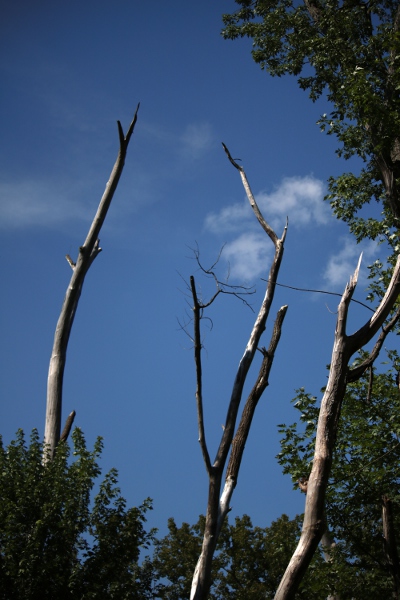 Dead trees in a swampy bit of the Vischer Ferry preserve,