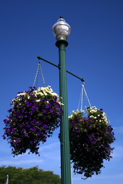Planters hanging from a light pole in downtown Schenectady.