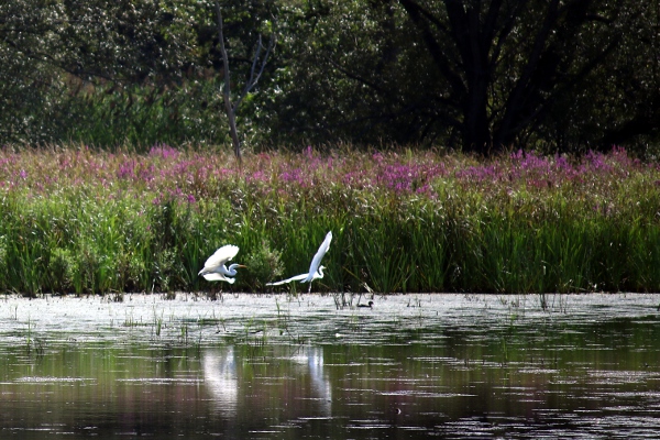 Egrets in flight at Vischer Ferry Nature Preserve.