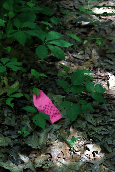 One lost sock next to the hiking path in the Reist bird sanctuary.