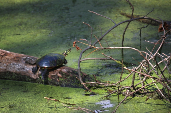 A turtle sunning itself on a log.