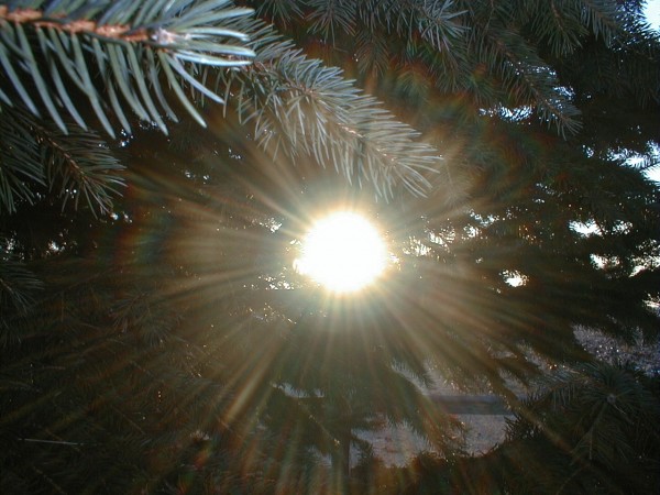 7-sun-through-pine-needles