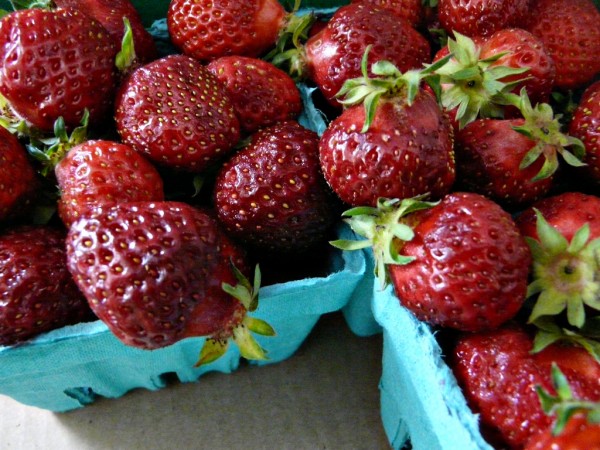 Hood Strawberries in season