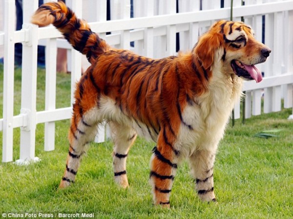 Tiger dog