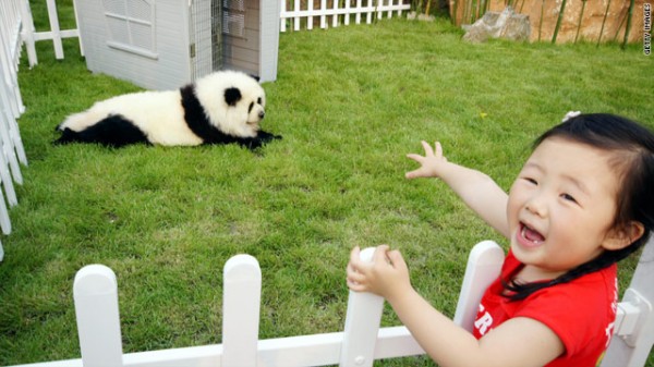 Pet the Panda
