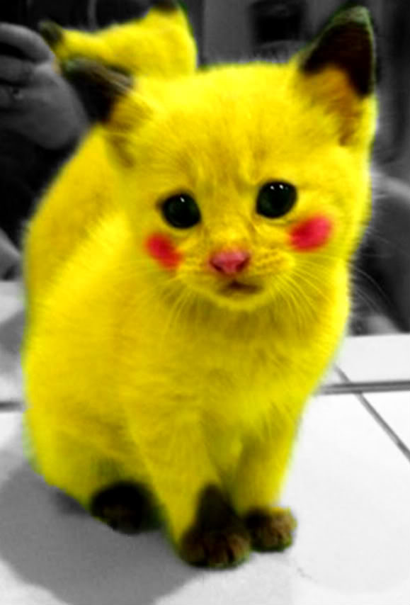 Pikachu cat
