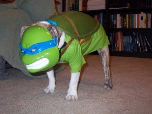 Turtle Dog