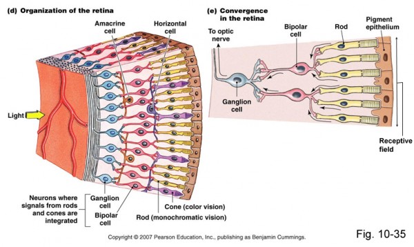 Layout of the Human Retina
