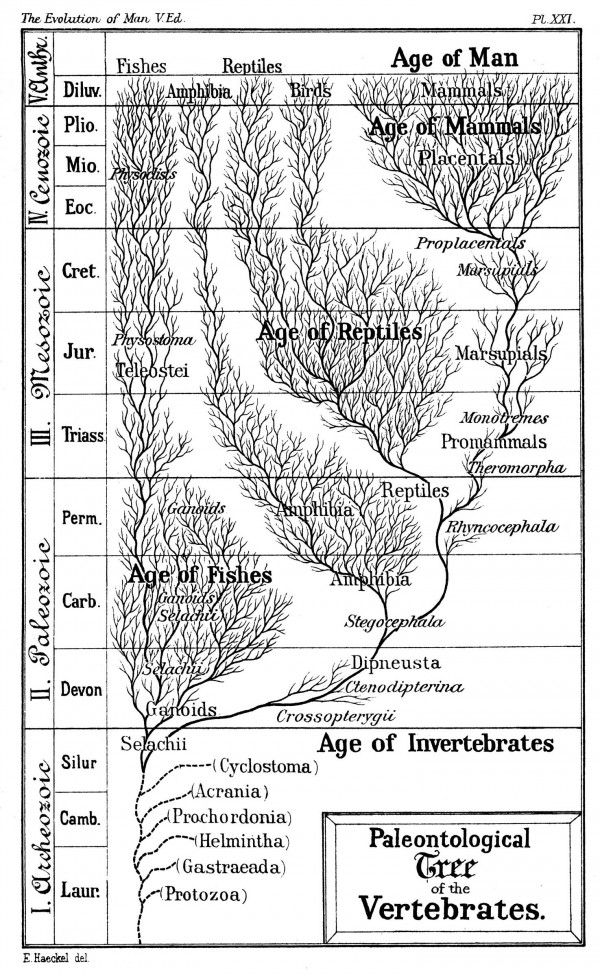 Image credit: Ernst Haeckel's Paleontological Tree of Vertebrates (c. 1879).