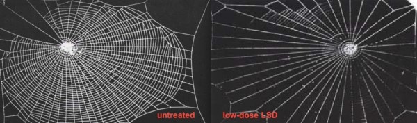 Image credit: Rainer Foelix, in his book “Biology of Spiders”; Dr. P.N. Witt.