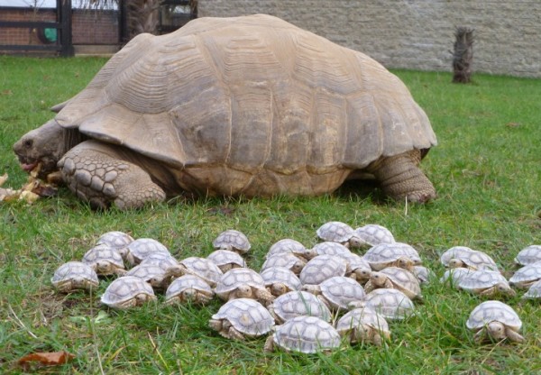 Image credit: African Sulcata Tortoise Hatchlings, © 2013 Imgur, LLC.
