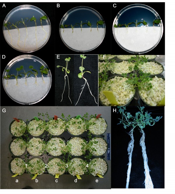 Image credit: Kassaw and Frugoli, Plant Methods, 2012, 8:38.