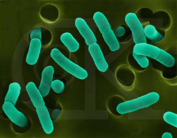 Prokaryotic, single-celled bacteria may seem boring, but are they? Image credit: E. Coli bacteria, retrieved from http://scitechdaily.com/bacteria-replicate-closely-to-the-actual-thermodynamic-limit/.