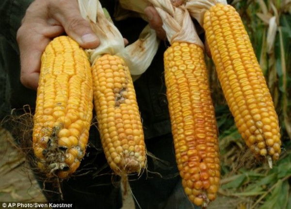Image credit: AP Photo / Sven Kaestner. GMO corn on the right, non-GMO on the left.