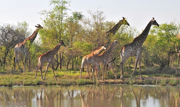 Image credit: Irene Nathanson of http://picturethissafari.blogspot.com/2012/11/a-typical-day-in-african-bush-londolozi.html.