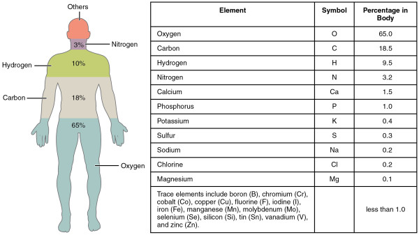 The elements in the human body. Image credit: Openstax college, Anatomy & Physiology, Connexions Web site. From http://cnx.org/content/col11496/1.6/.