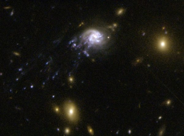One of the fastest known galaxies in the Universe, speeding through its cluster (and being stripped of its gas) at a few percent the speed of light: thousands of km/s. Image credit: NASA, ESA, Jean-Paul Kneib (Laboratoire d’Astrophysique de Marseille) et al.