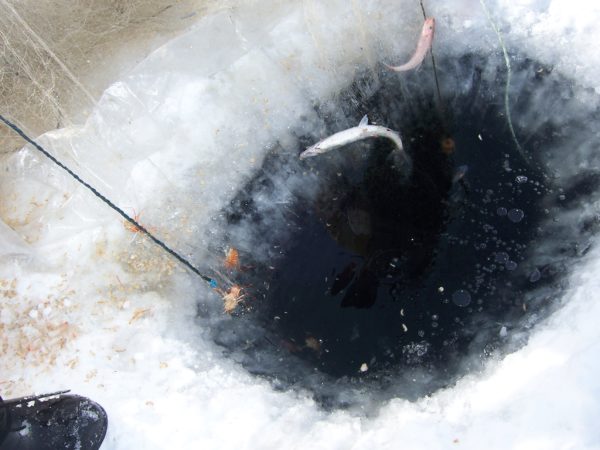 Ice fishing here on Earth. Something tells me it would be slightly different on Enceladus. Image credit: Brücke-Osteuropa.