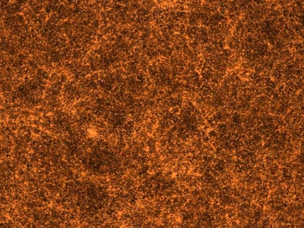 Looking towards the north pole of the Milky Way galaxy, we can see out into the depths of space. What's mapped in this image are hundreds of thousands of galaxies, where each pixel in the image is a unique galaxy. Image credit: SDSS-III.