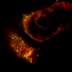 Human naive iPS-derived cells (yellow/green) integrate into different tissues of developing host mouse embryo (red cells)